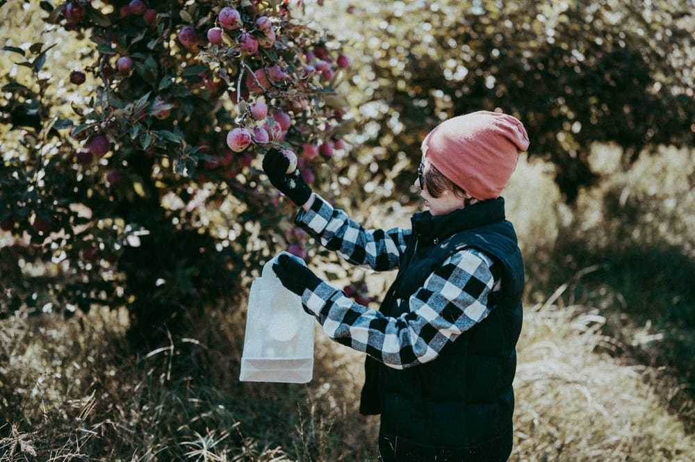 APPLE PICKING PORTLAND