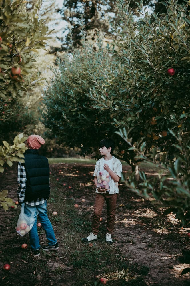 KIDS PICKING APPLES IN PORTLAND